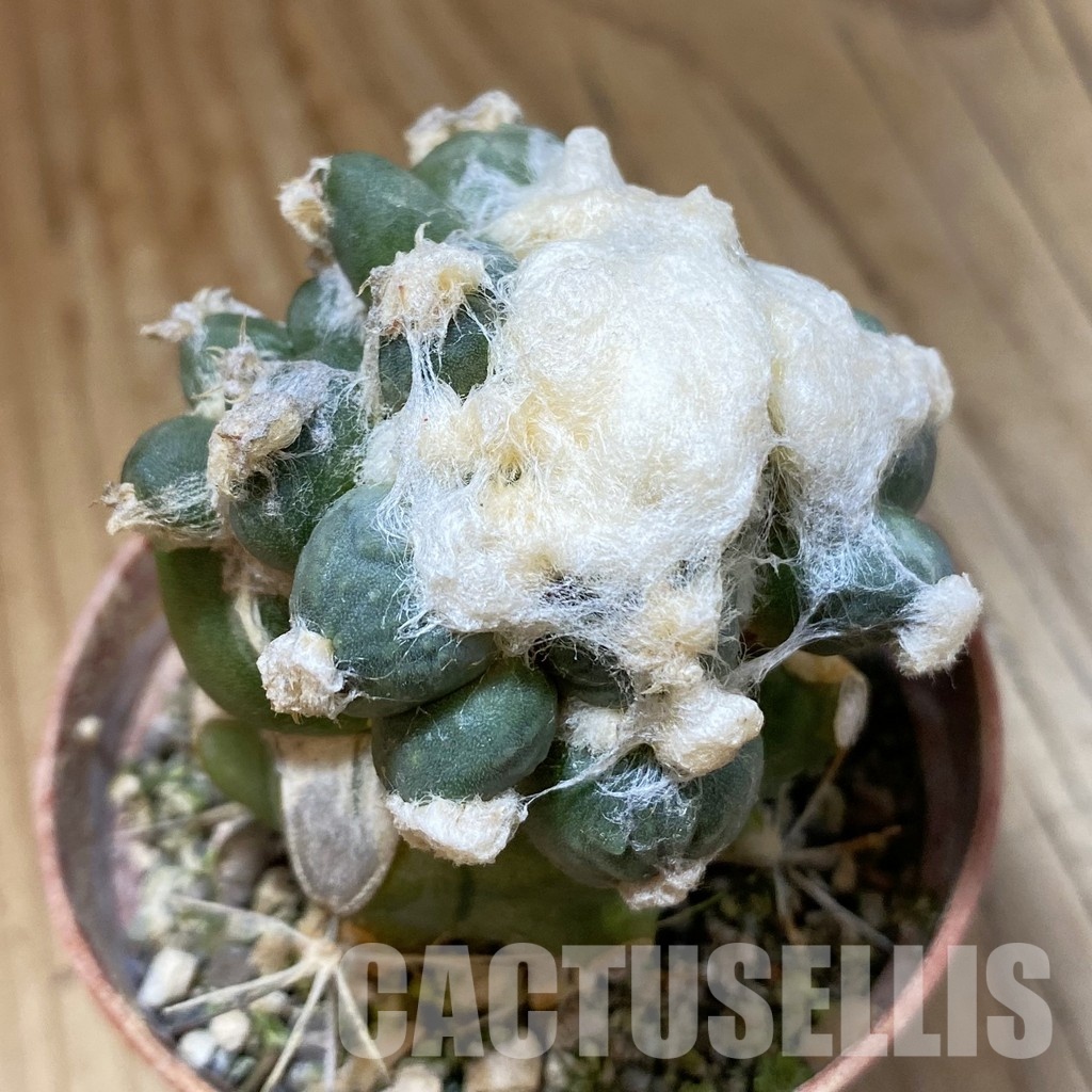 SH34536 Ariocarpus retusus ‘Three Finger’ FAT 124, grafted
