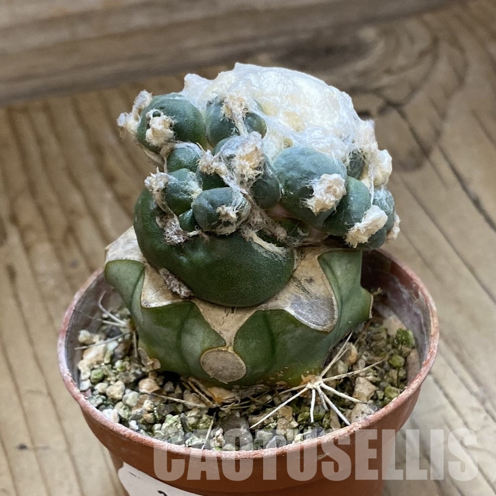 SH34536 Ariocarpus retusus ‘Three Finger’ FAT 124, grafted - Image 2