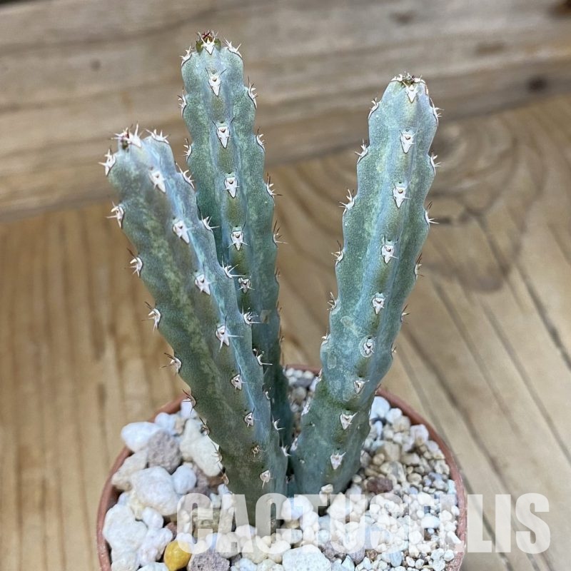 SH34537 Euphorbia debilispina