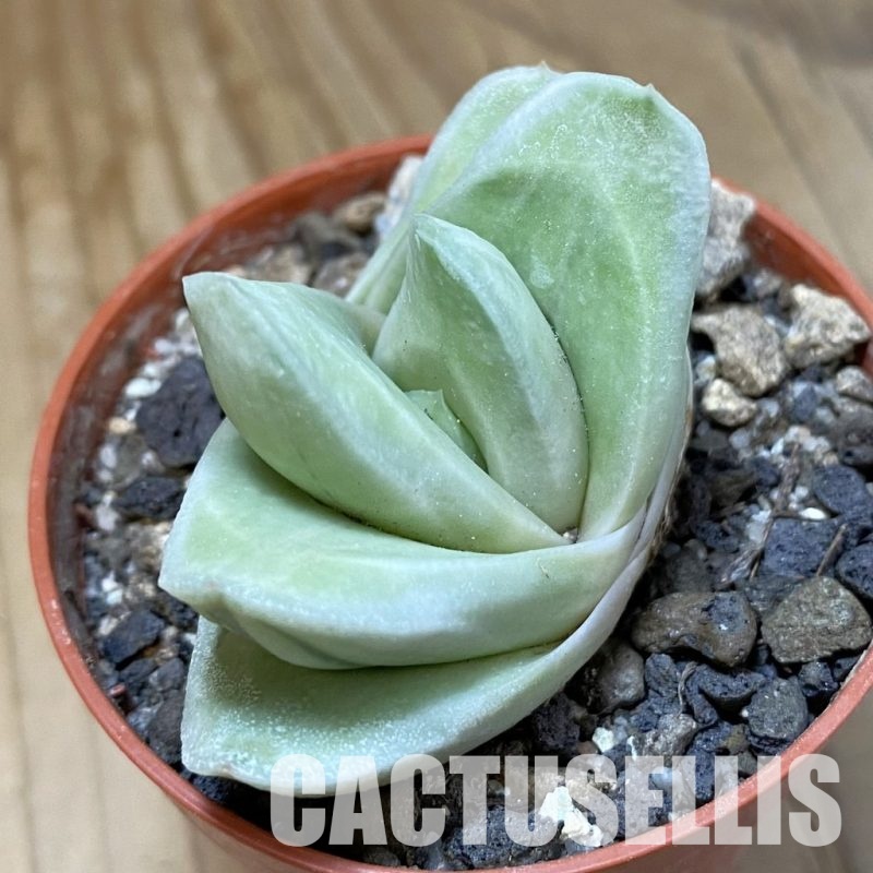 SH34538 Gasteraloe 'Green Ice'