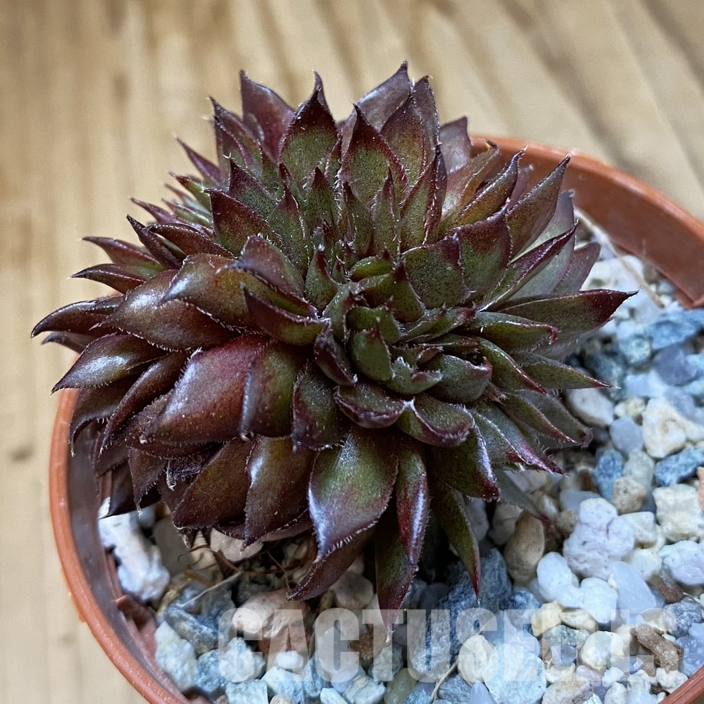 SH34539 Sempervivum f. cristata (cold-resistant)