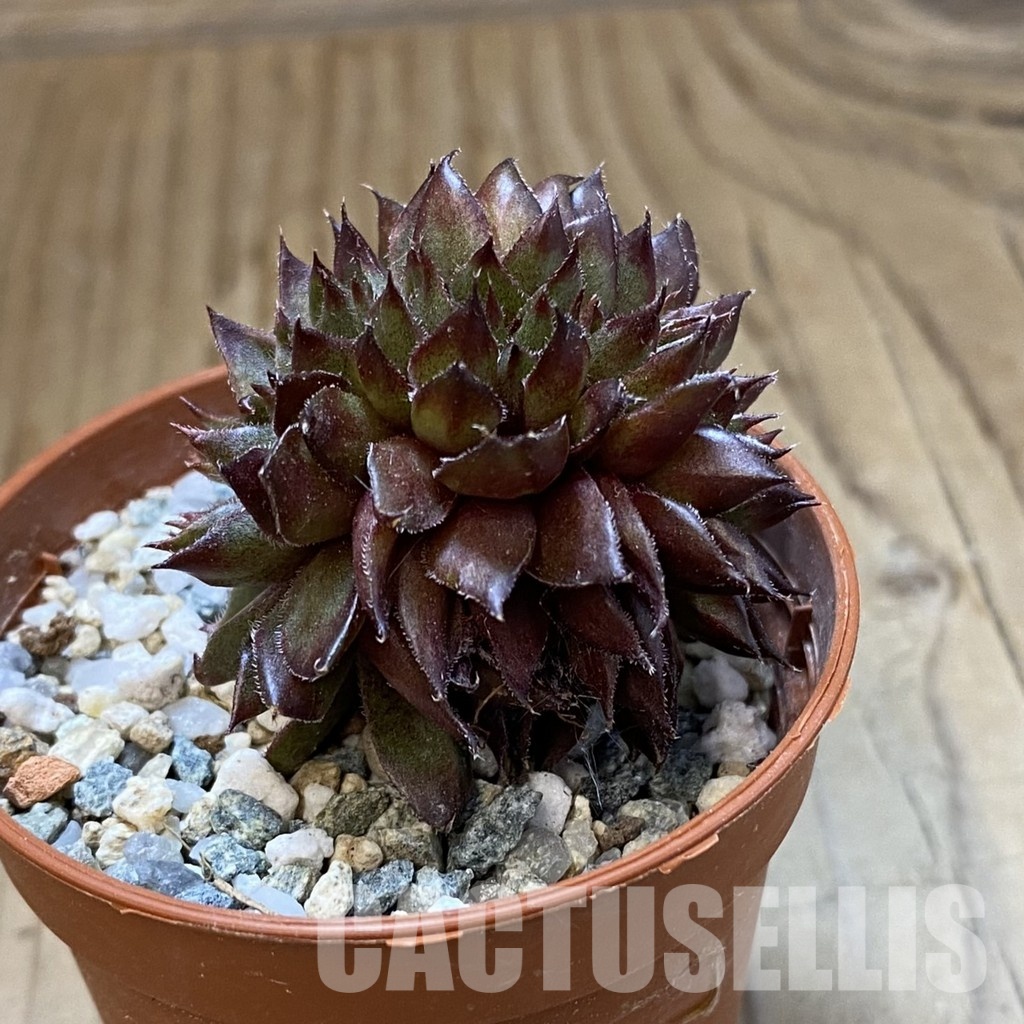 SH34539 Sempervivum f. cristata (cold-resistant) - Image 2