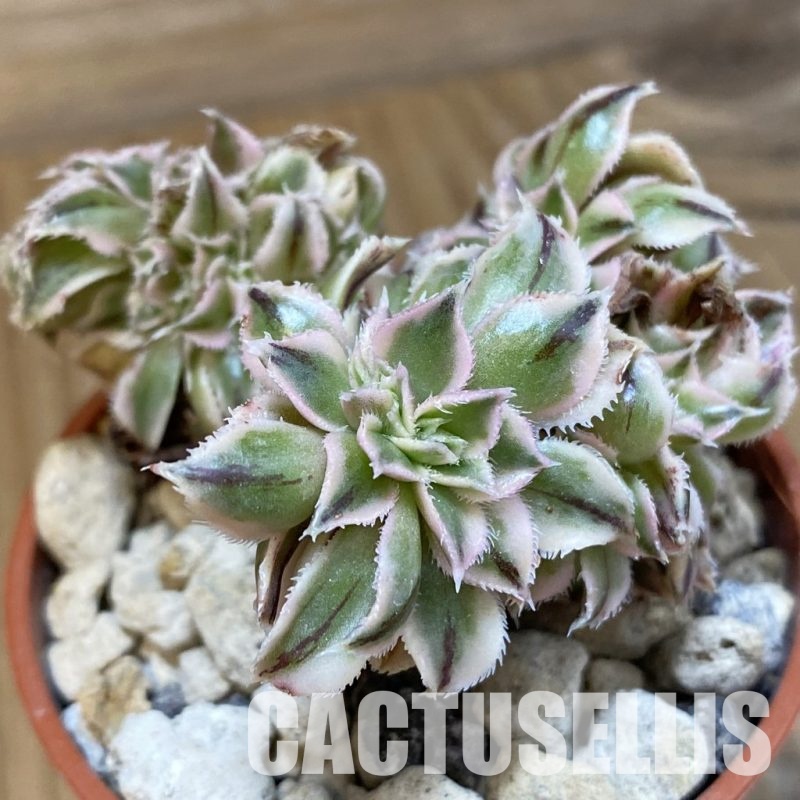 SH34540 Aeonium 'Sunburst' f. cristata