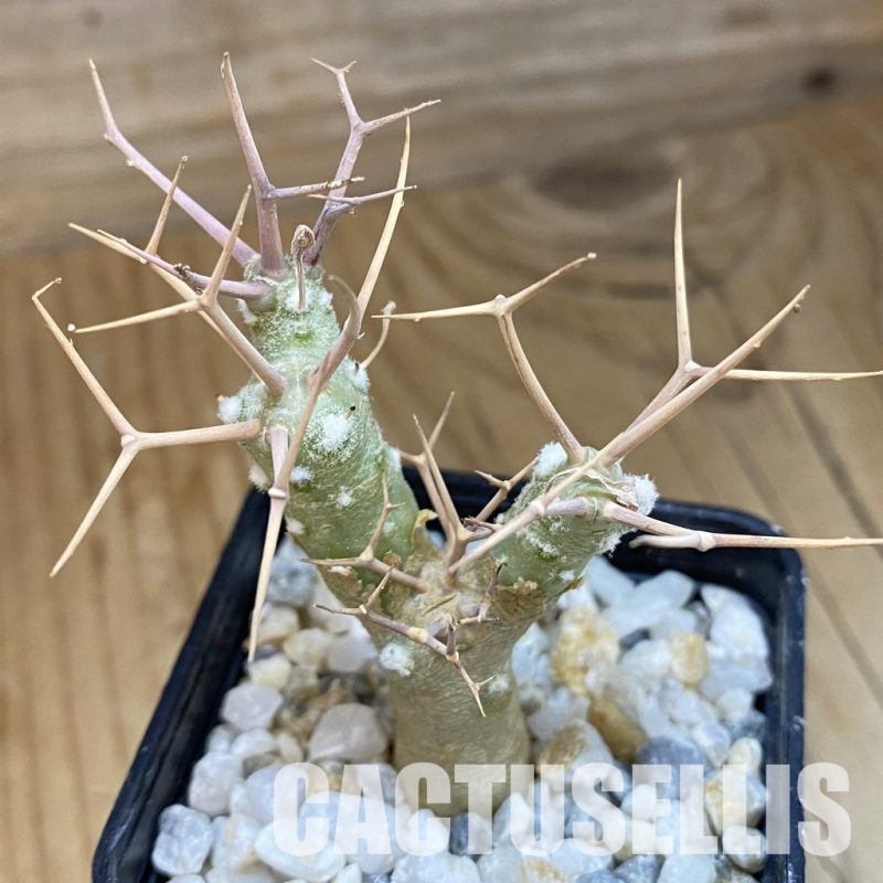 SH34467 Othonna euphorbioides