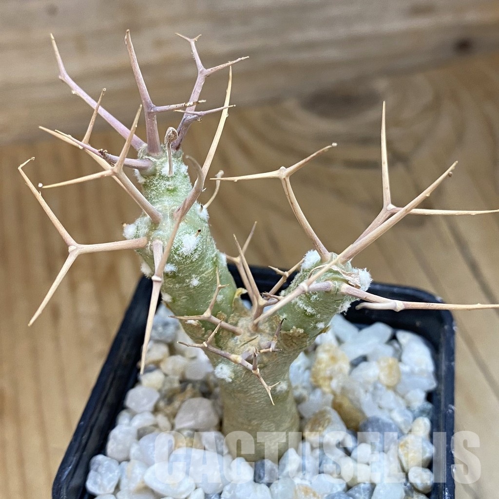 SH34467 Othonna euphorbioides
