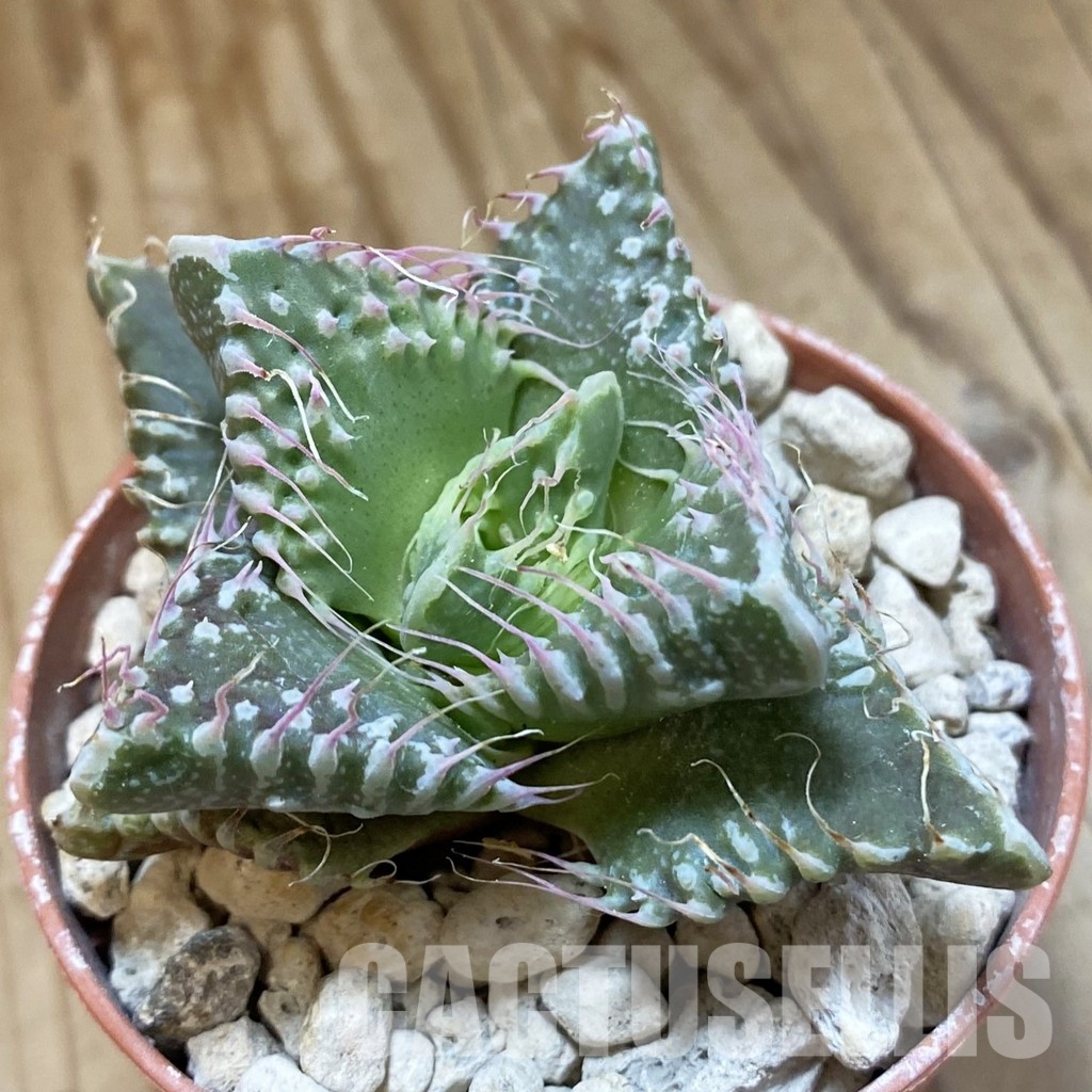 SH34541 Faucaria tuberculosa, seedling -Japan- - Image 2