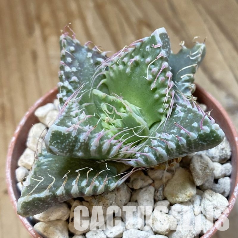 SH34541 Faucaria tuberculosa, seedling -Japan-