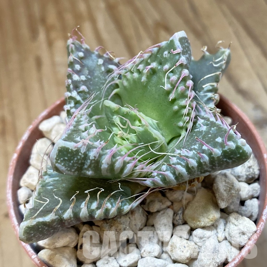 SH34541 Faucaria tuberculosa, seedling -Japan-