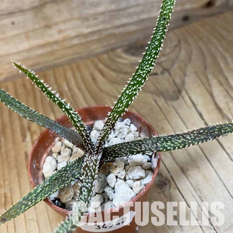 SH34542 Aloe delicatifolia