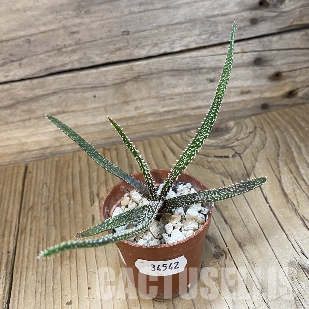SH34542 Aloe delicatifolia - Image 2