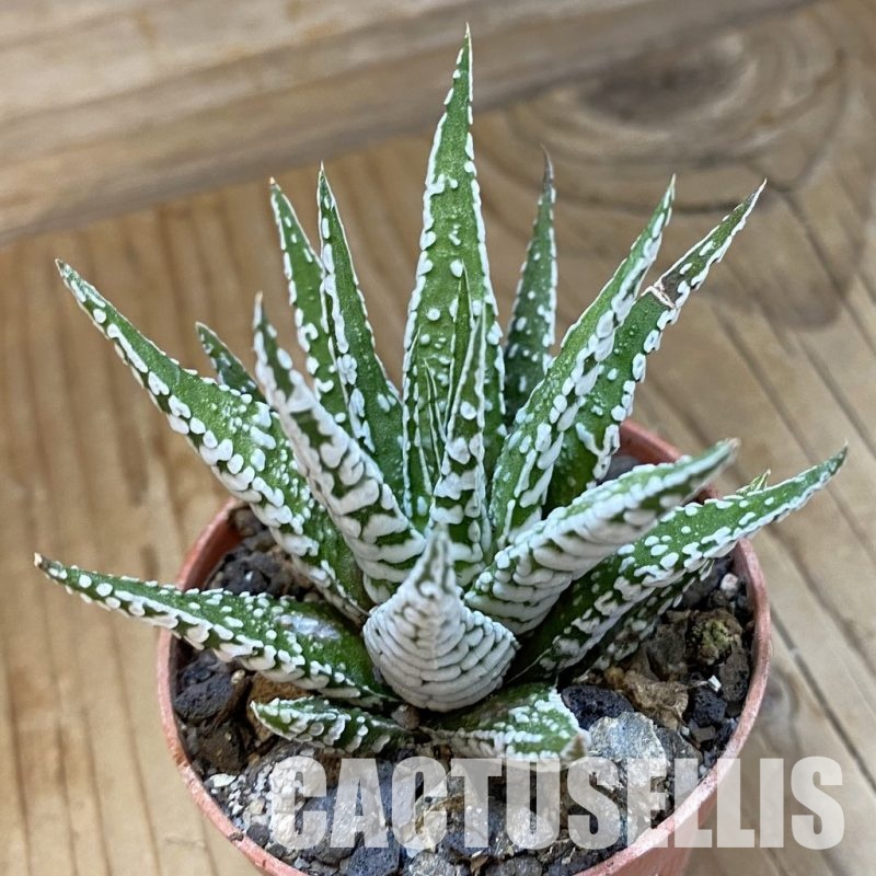 SH34543 Haworthia fasciata 'Alba'