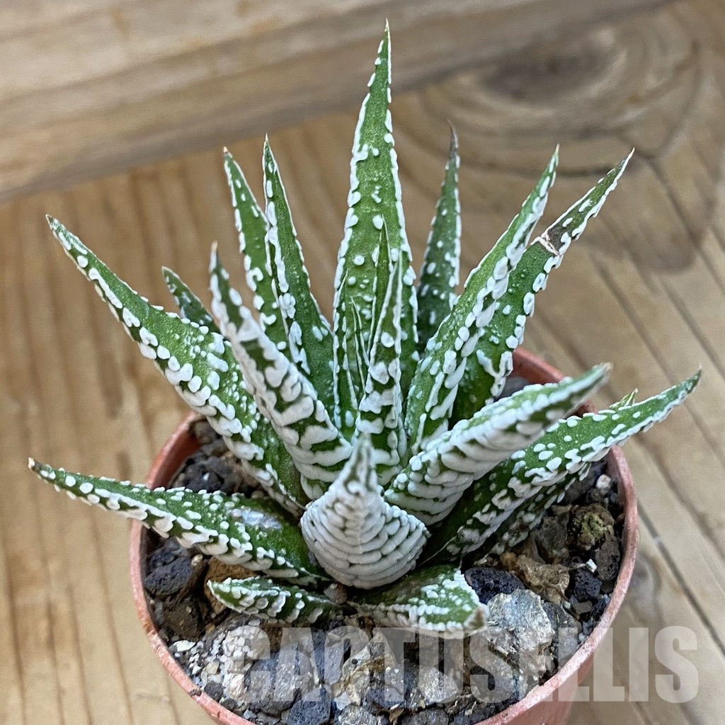 SH34543 Haworthia fasciata 'Alba'