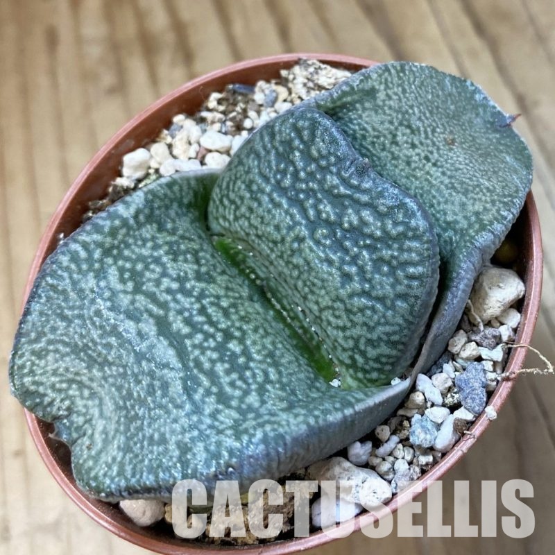 SH34544 Gasteria armstrongii -Japan-