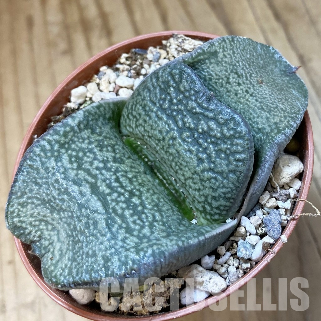 SH34544 Gasteria armstrongii -Japan-