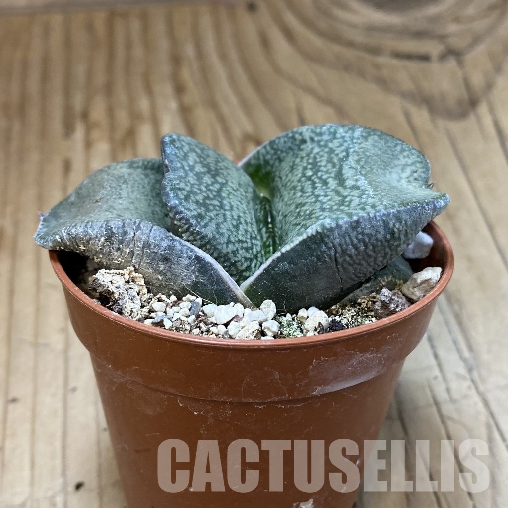 SH34544 Gasteria armstrongii -Japan- - Image 2