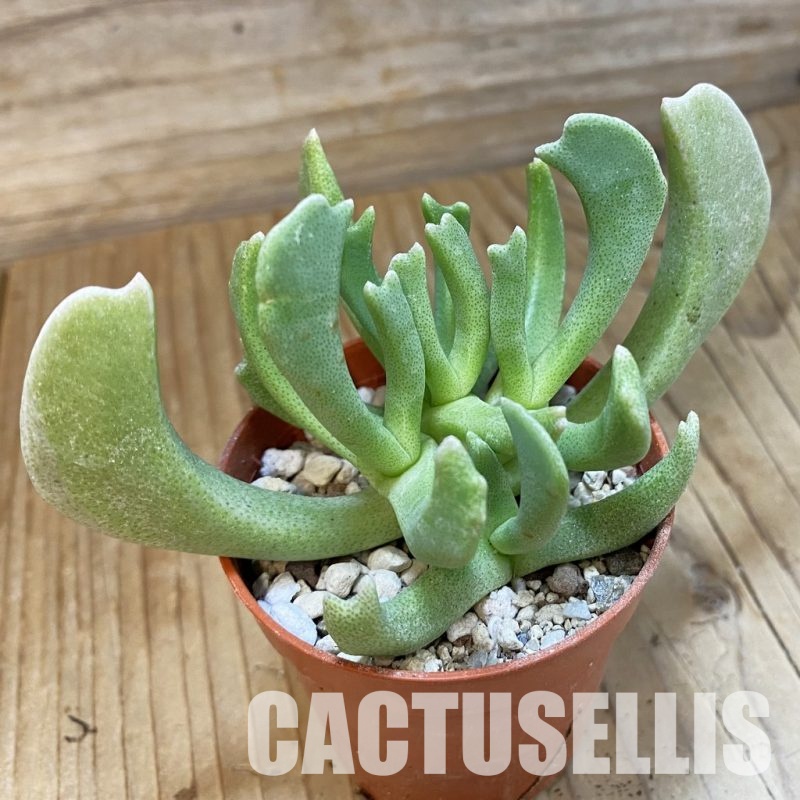 SH34545 Rhombophyllum dolabriforme