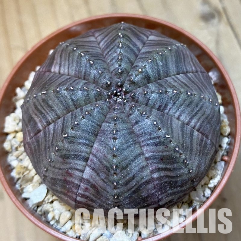 SH34546 Euphorbia symmetrica