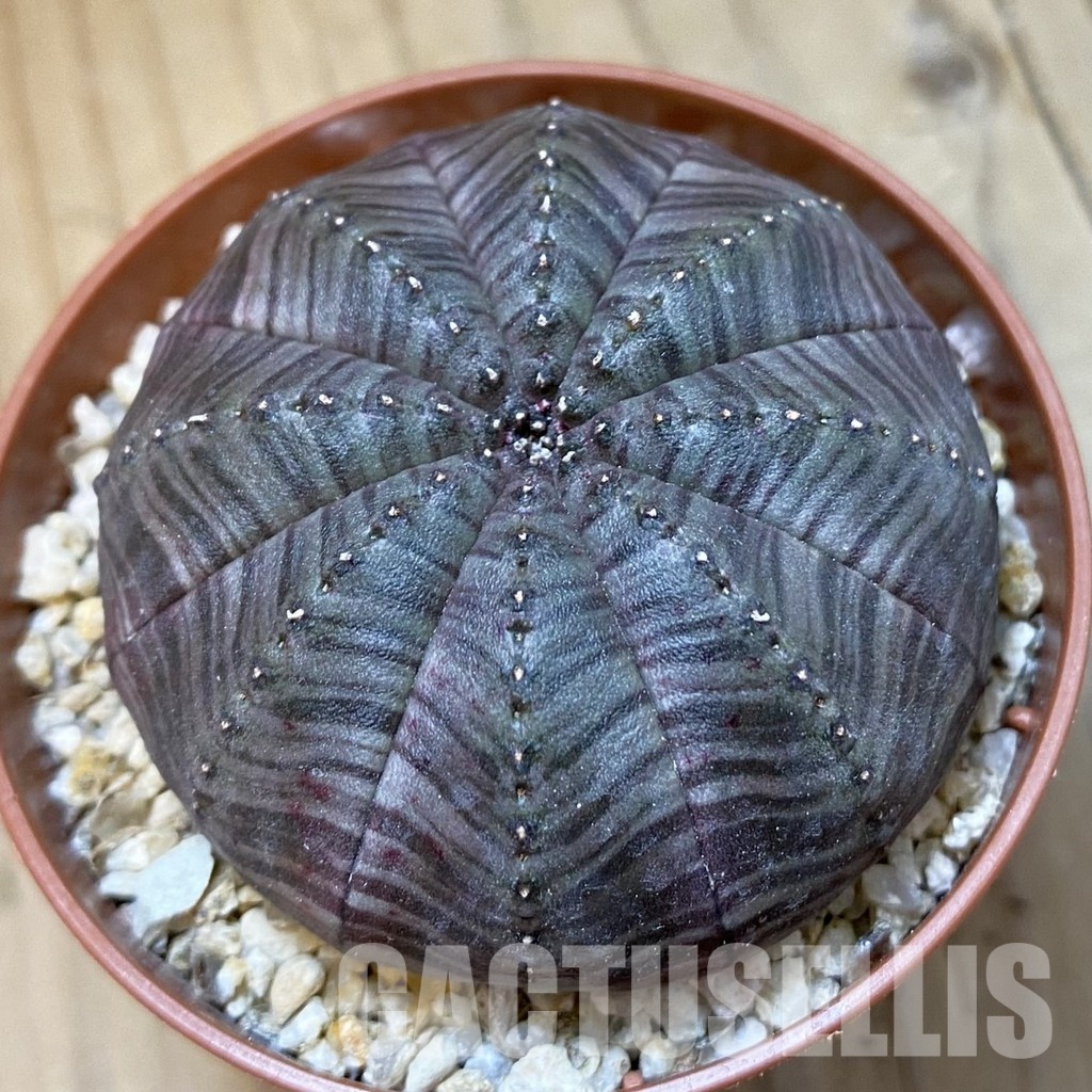 SH34546 Euphorbia symmetrica