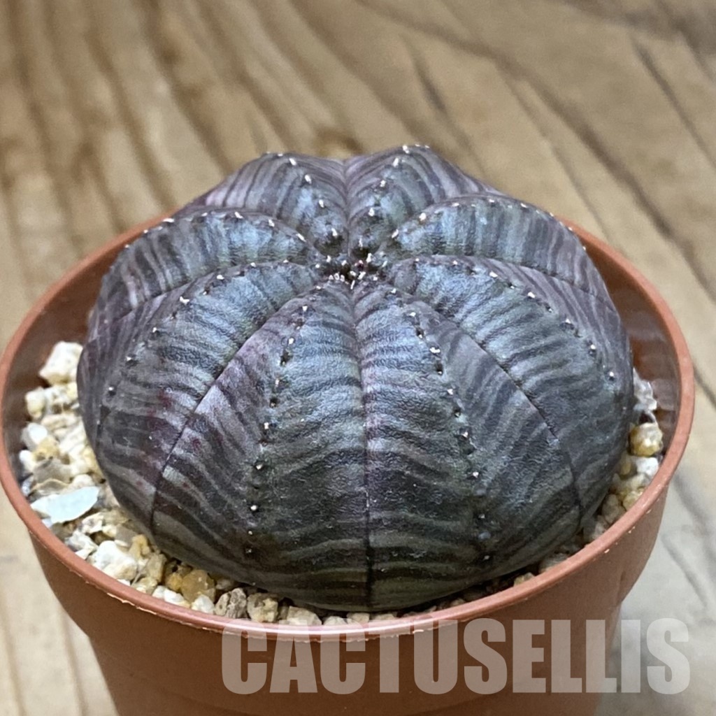 SH34546 Euphorbia symmetrica - Image 2