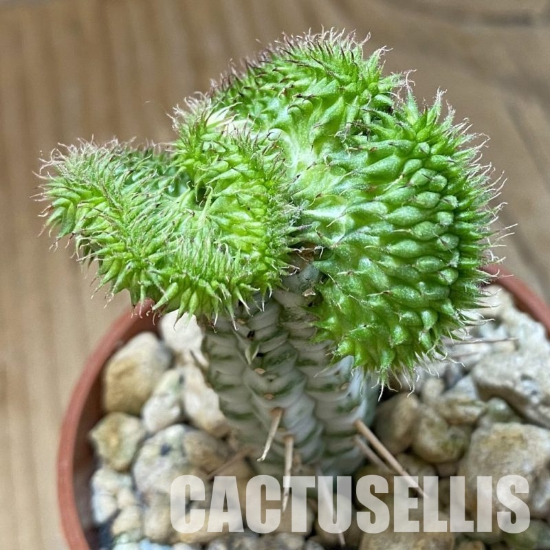 SH34547 Euphorbia susannae f. cristata, grafted