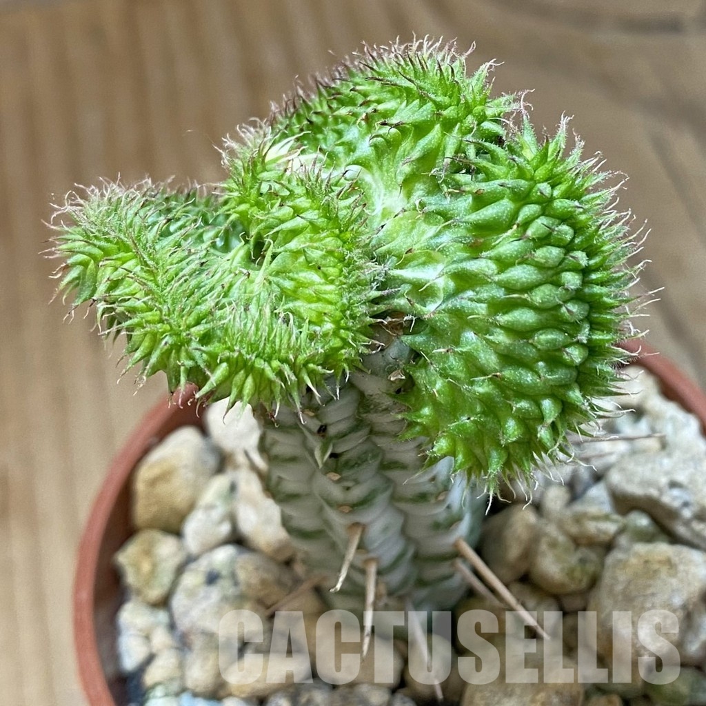 SH34547 Euphorbia susannae f. cristata, grafted