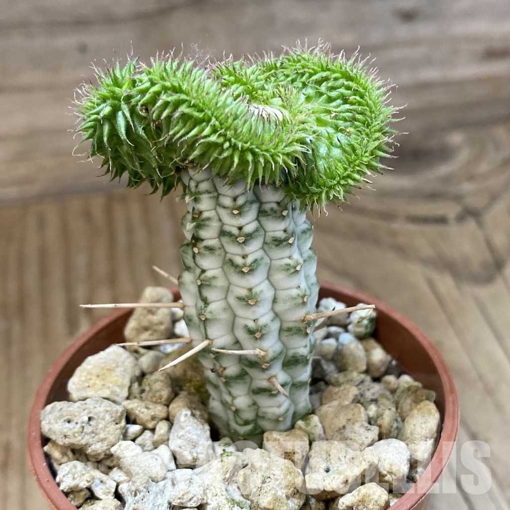 SH34547 Euphorbia susannae f. cristata, grafted - Image 2