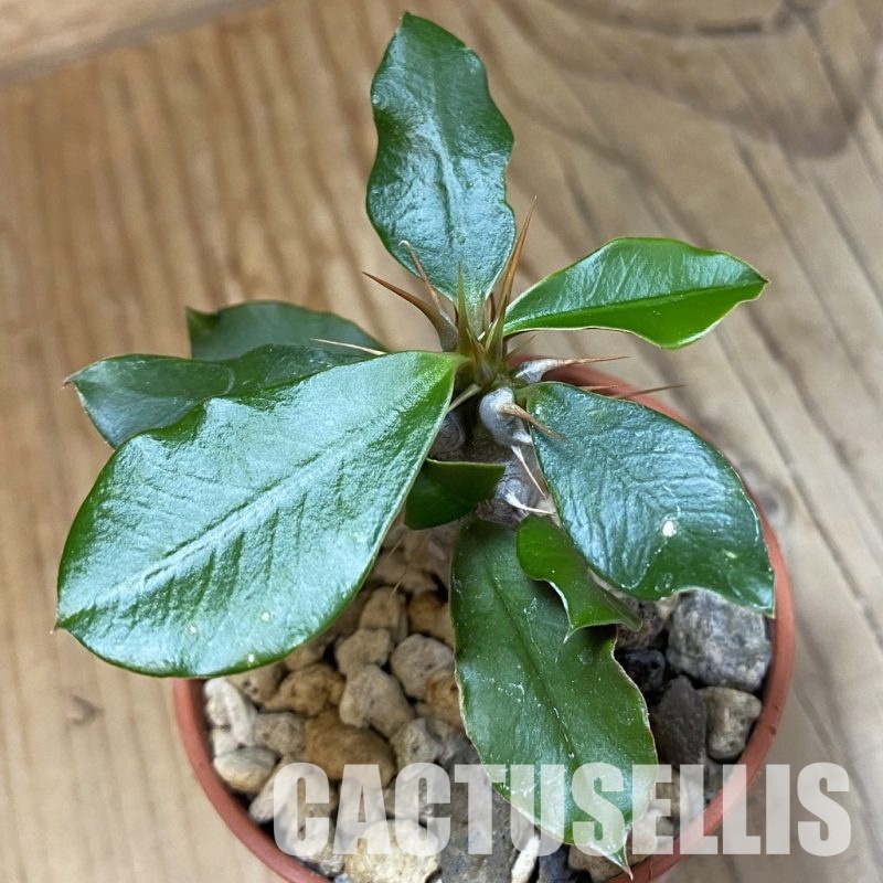 SH34548 Euphorbia delphinensis