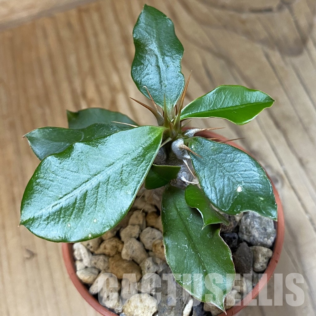 SH34548 Euphorbia delphinensis