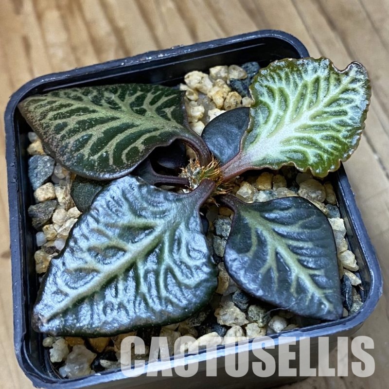 SH34549 Euphorbia francoisii hybrid