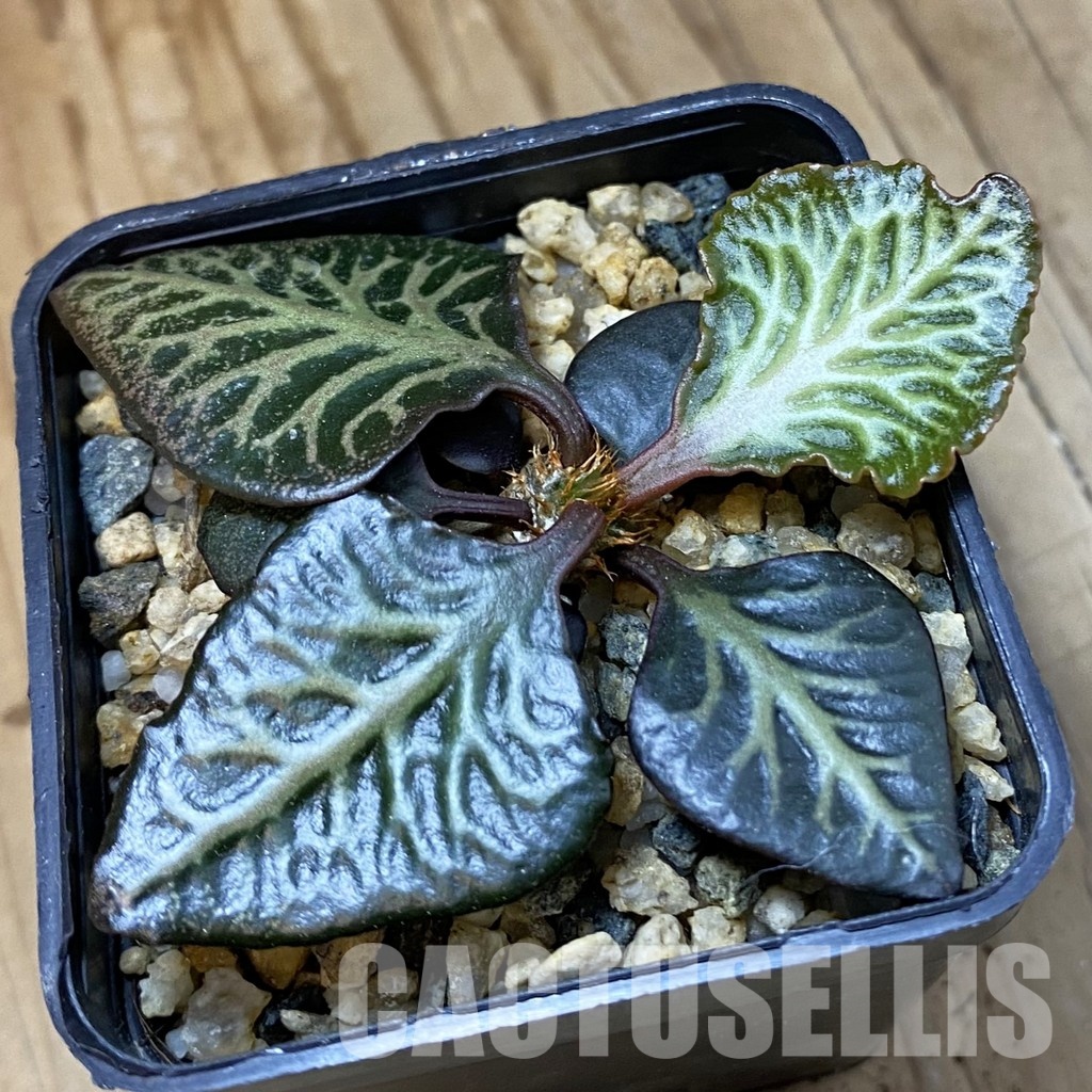 SH34549 Euphorbia francoisii hybrid