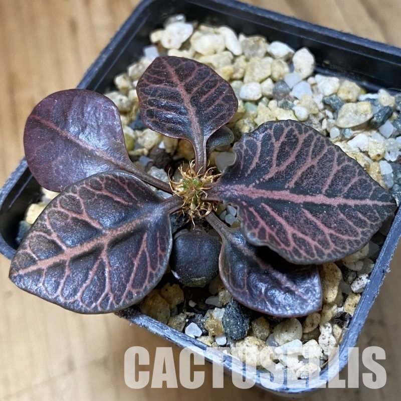 SH34550 Euphorbia francoisii hybrid