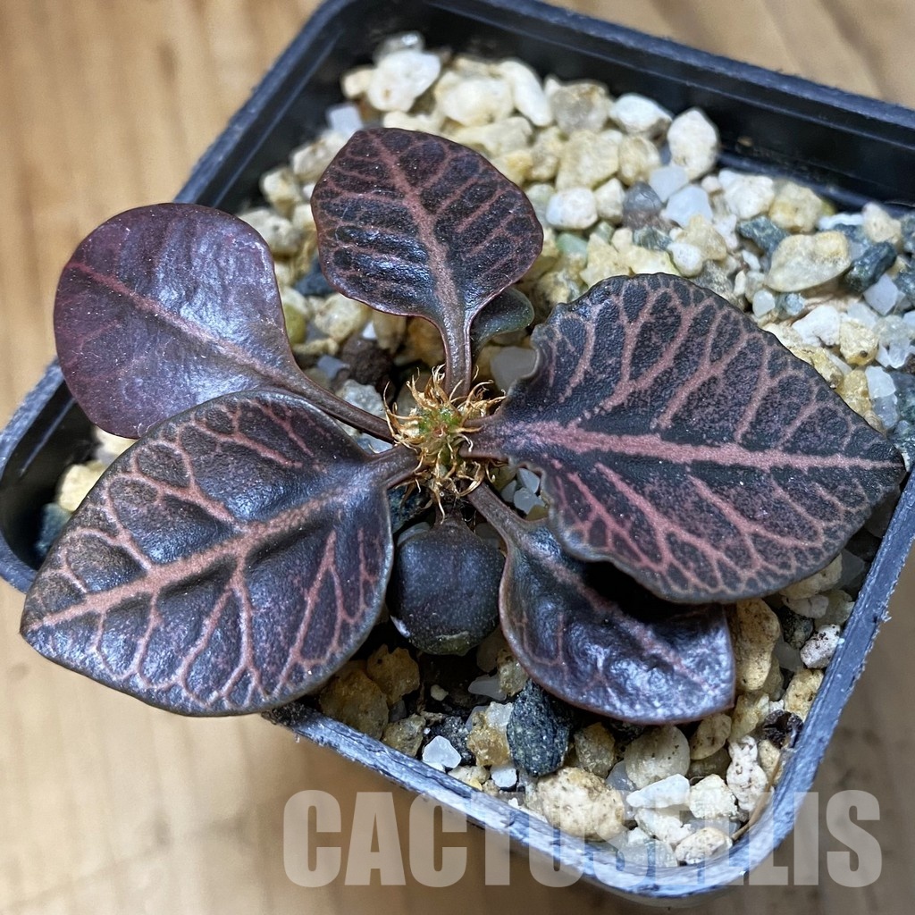SH34550 Euphorbia francoisii hybrid