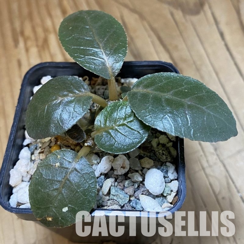 SH33551 Dorstenia foetida
