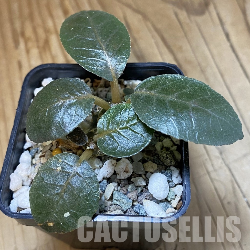 SH33551 Dorstenia foetida