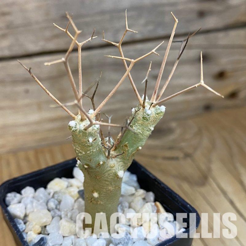 SH34468 Othonna euphorbioides
