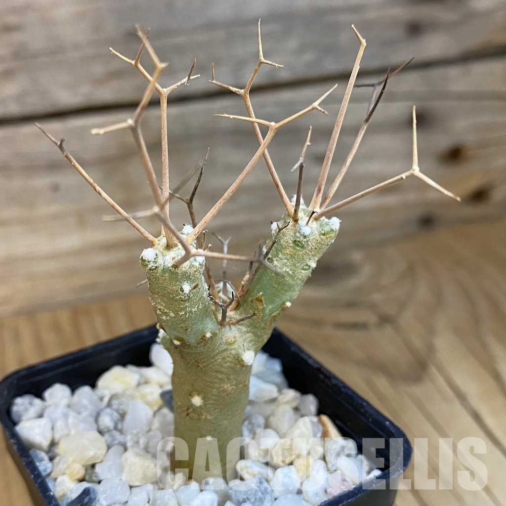 SH34468 Othonna euphorbioides
