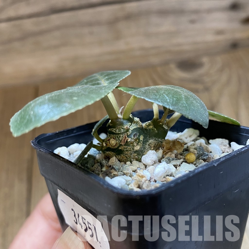 SH33551 Dorstenia foetida - Image 2