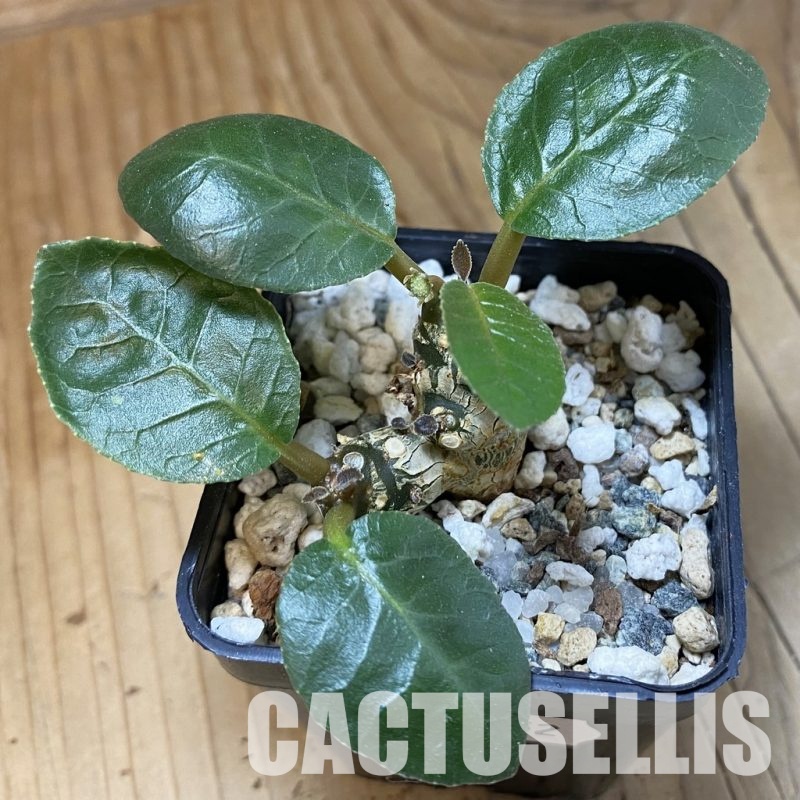 SH33552 Dorstenia foetida