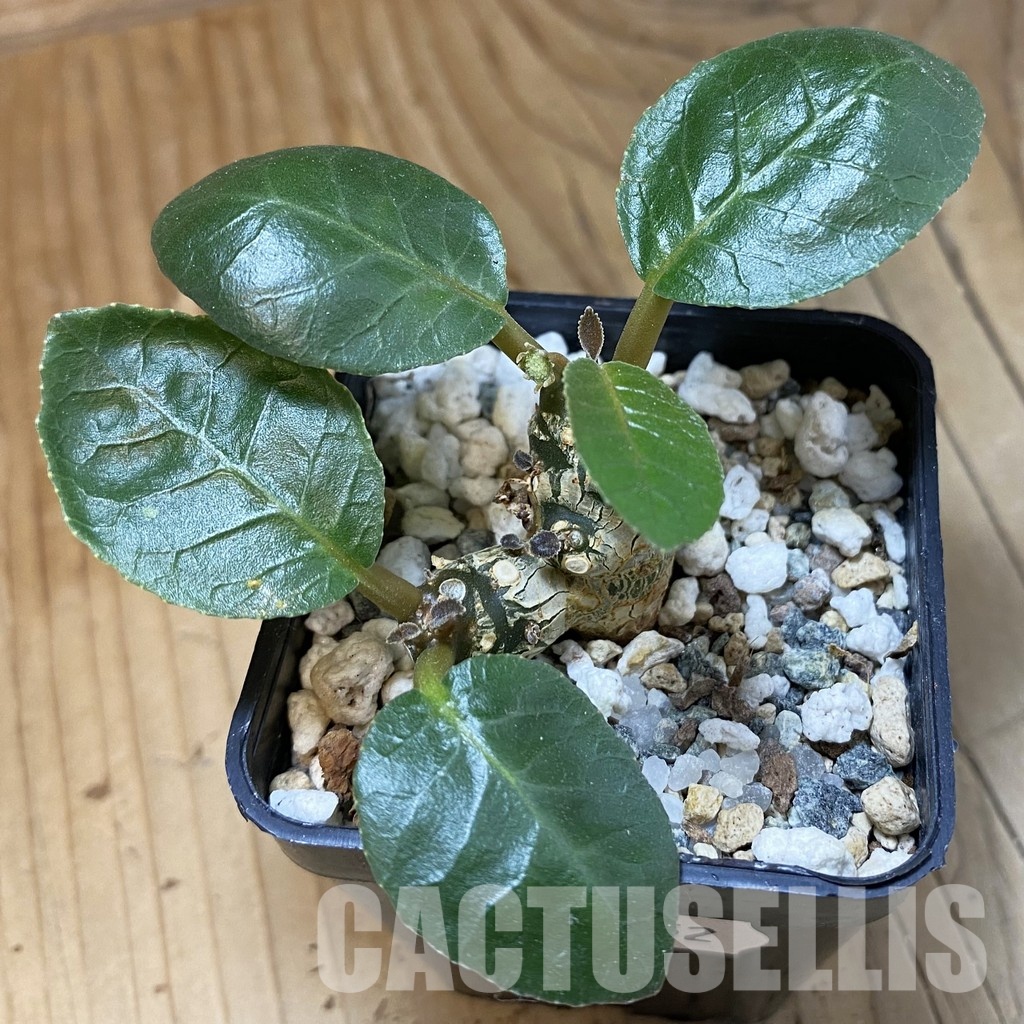 SH33552 Dorstenia foetida