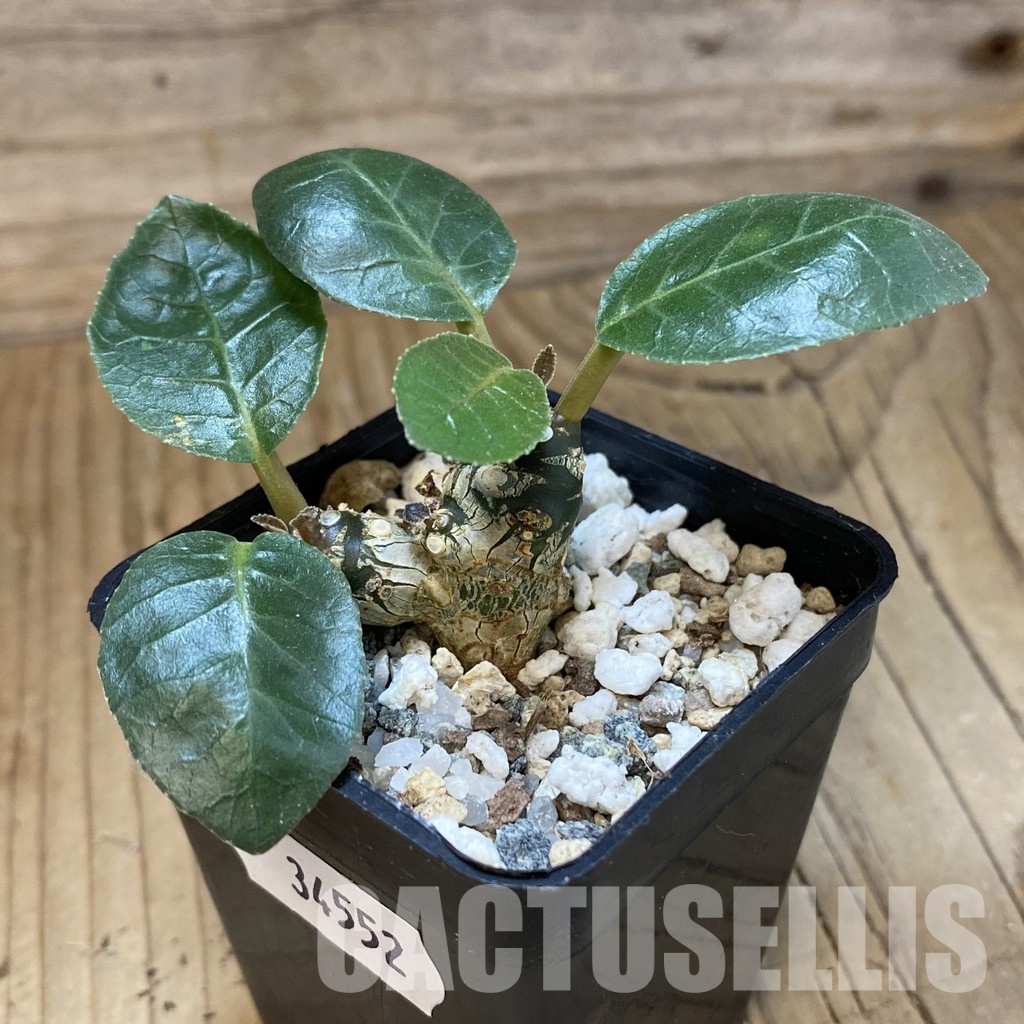 SH33552 Dorstenia foetida - Image 2