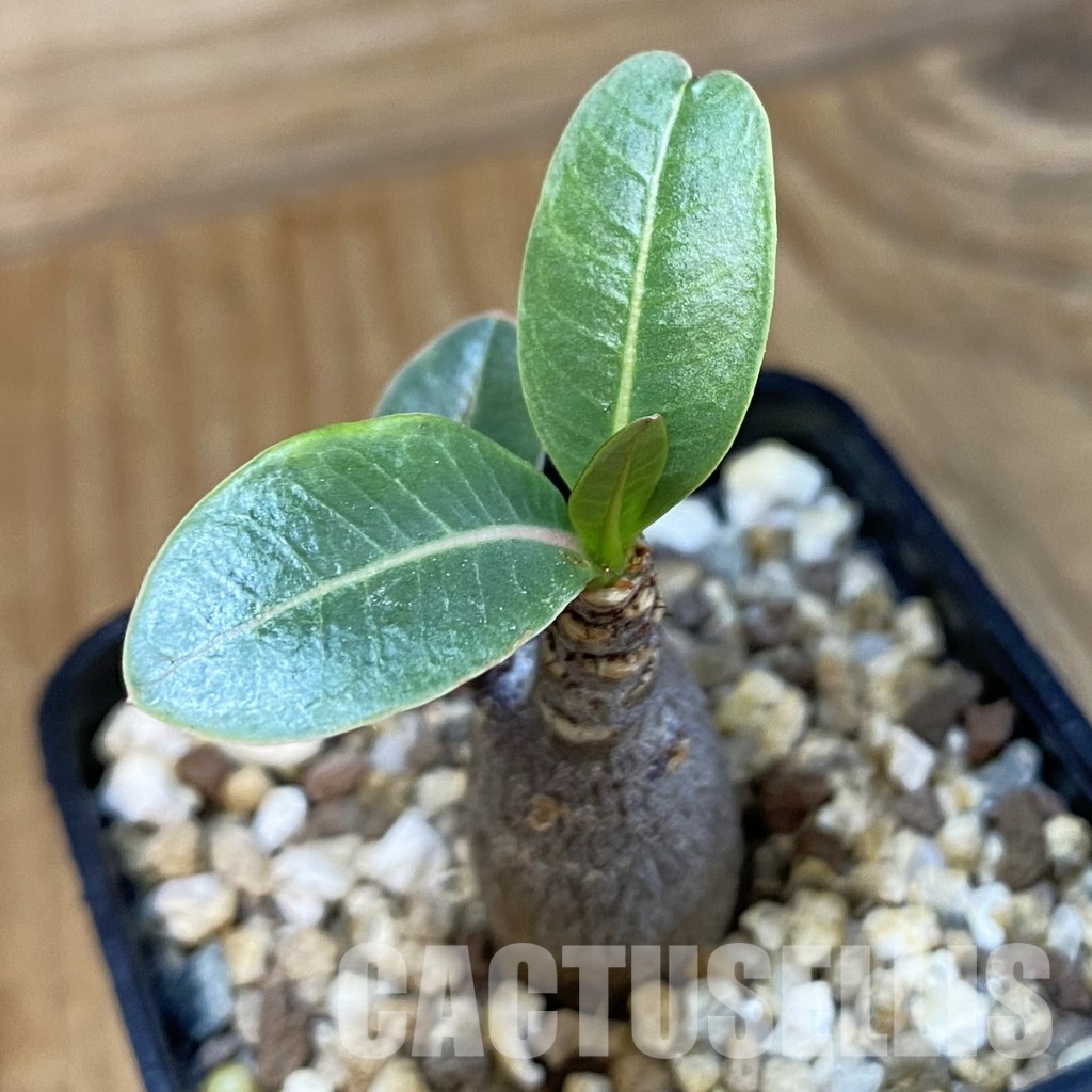 SH34553 Adenium arabicum ‘Black Body’
