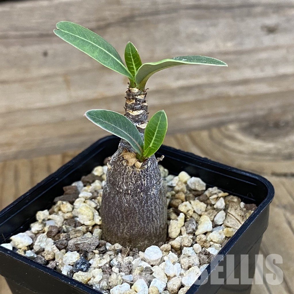 SH34553 Adenium arabicum ‘Black Body’ - Image 2