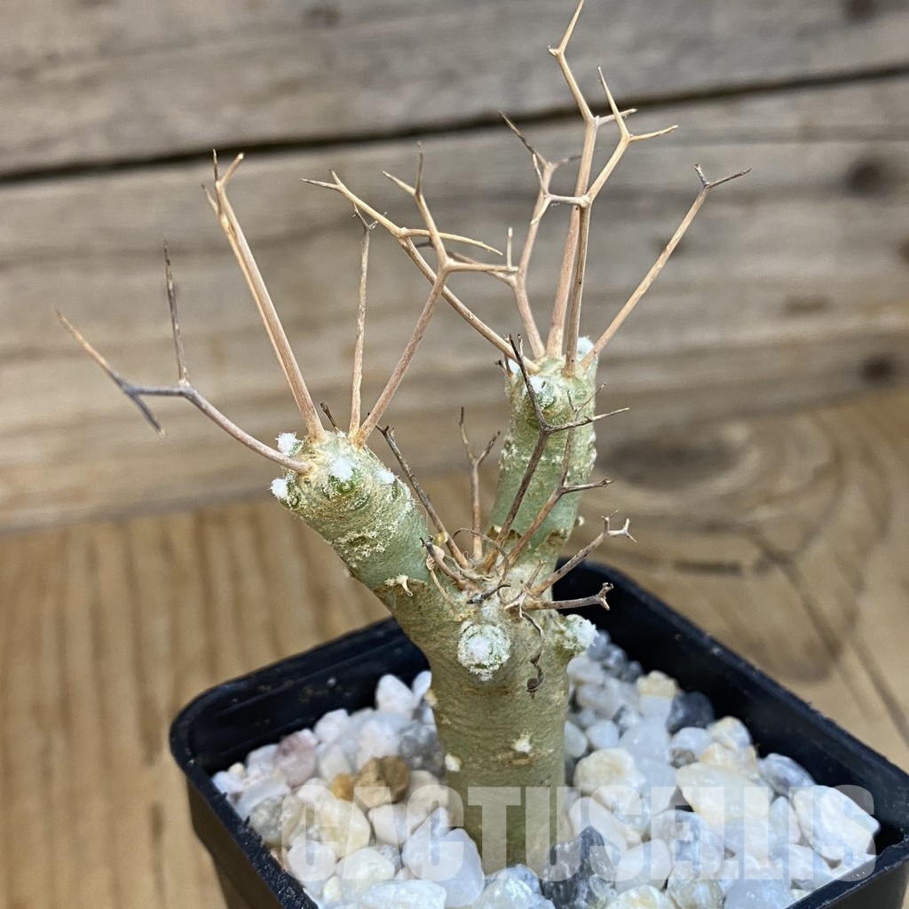 SH34468 Othonna euphorbioides - immagine 2