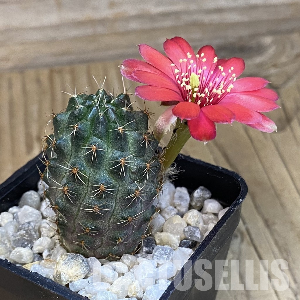 SH34457 Rebutia haagei 'Chameleon' - Image 2