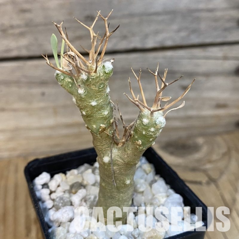SH34469 Othonna euphorbioides