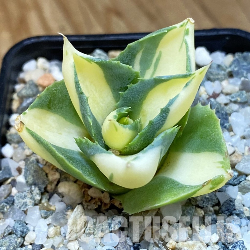 SH34470 Agave isthmensis -Ohi Raijin Yellow-