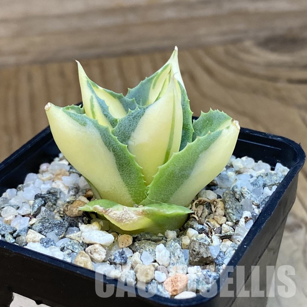 SH34470 Agave isthmensis -Ohi Raijin Yellow- - Image 2