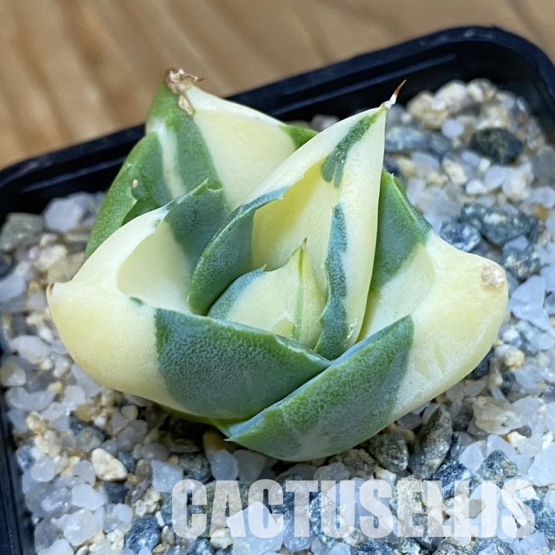 SH34471 Agave isthmensis -Ohi Raijin Yellow-