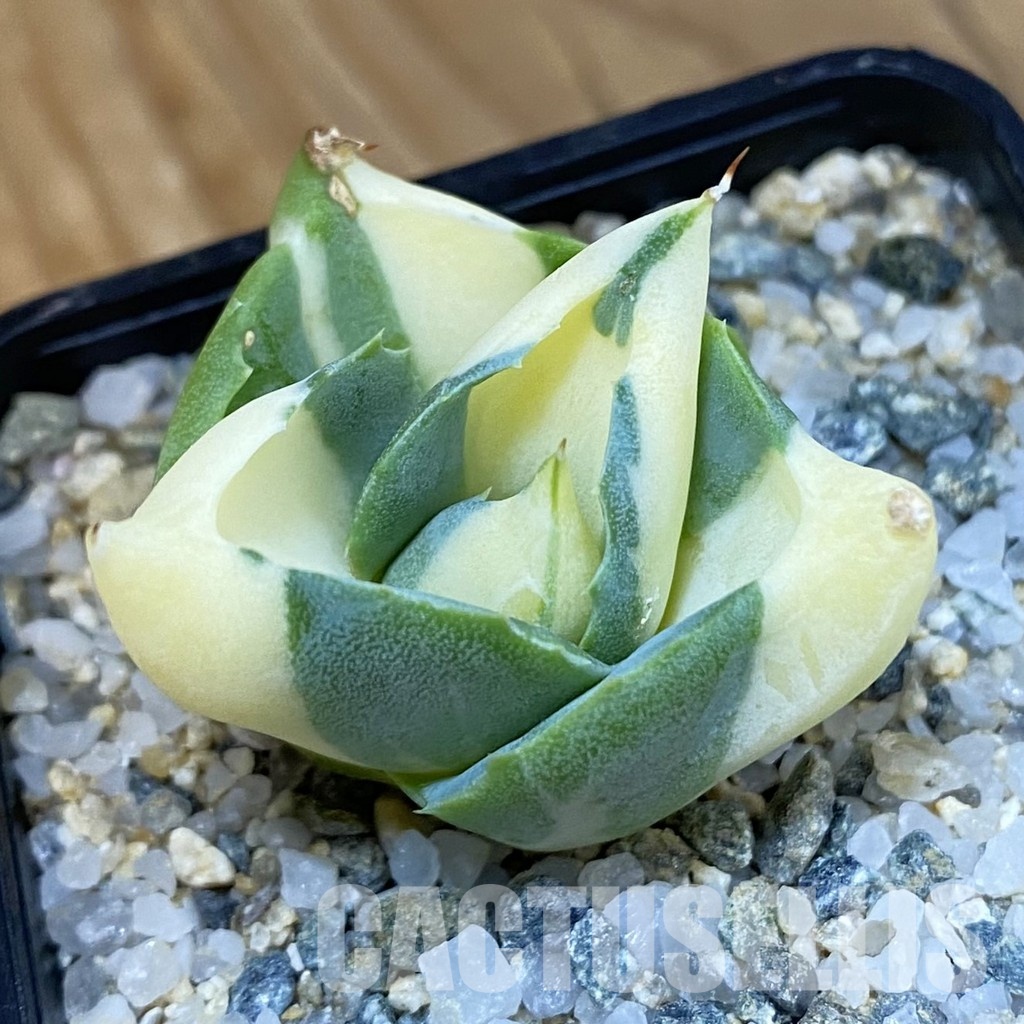 SH34471 Agave isthmensis -Ohi Raijin Yellow-