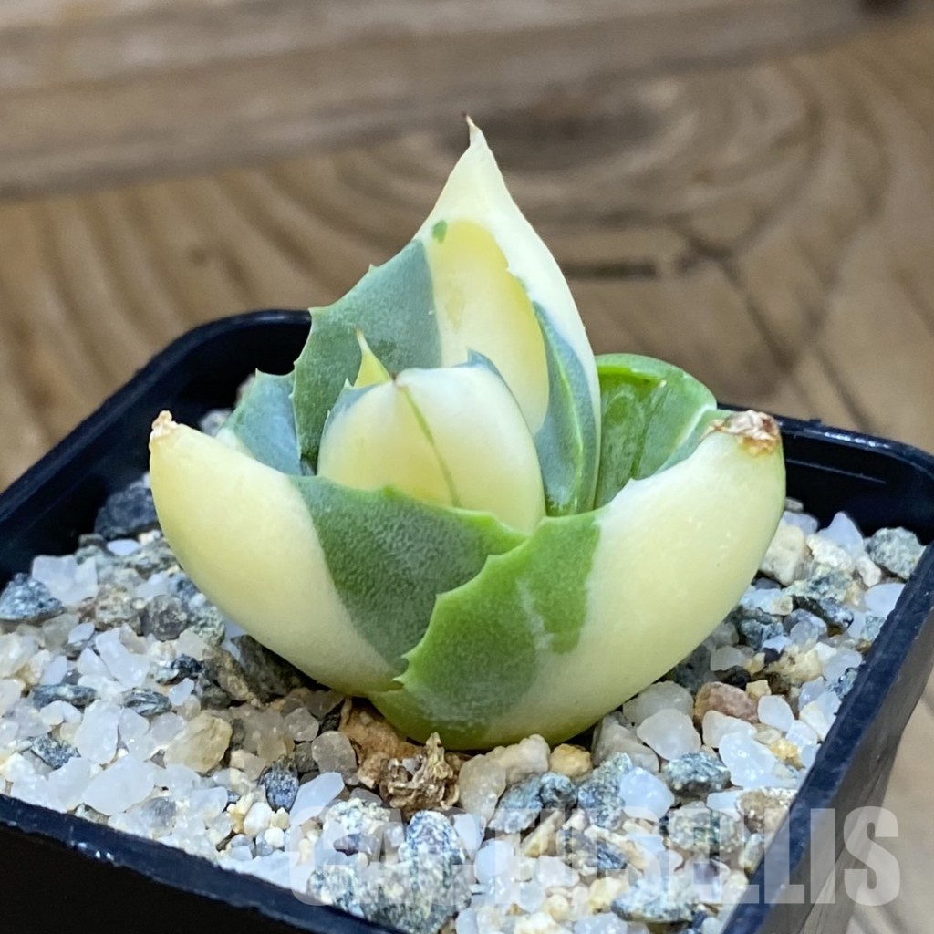 SH34471 Agave isthmensis -Ohi Raijin Yellow- - Image 2